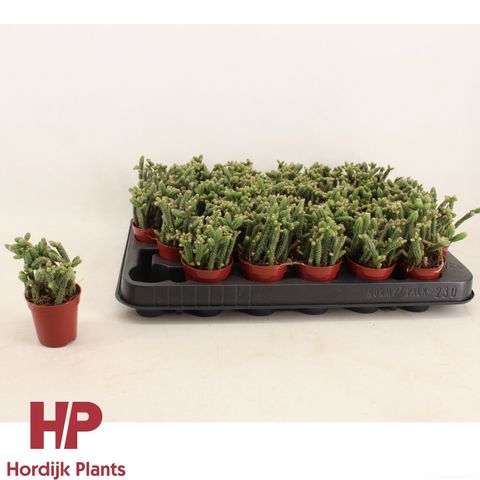 Rhipsalis baccifera horrida