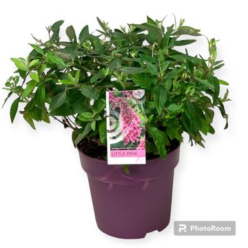 Buddleja davidii BUTTERFLY CANDY LITTLE PINK