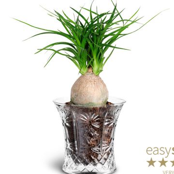 Beaucarnea recurvata