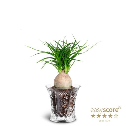 Beaucarnea recurvata