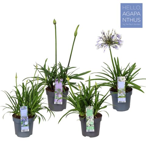 Agapanthus MIX