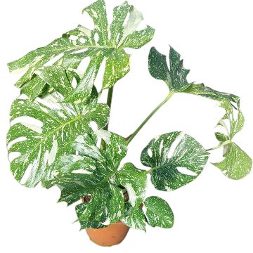 Monstera 'Thai Constellation'