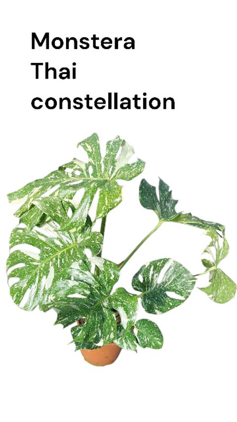 Monstera 'Thai Constellation'