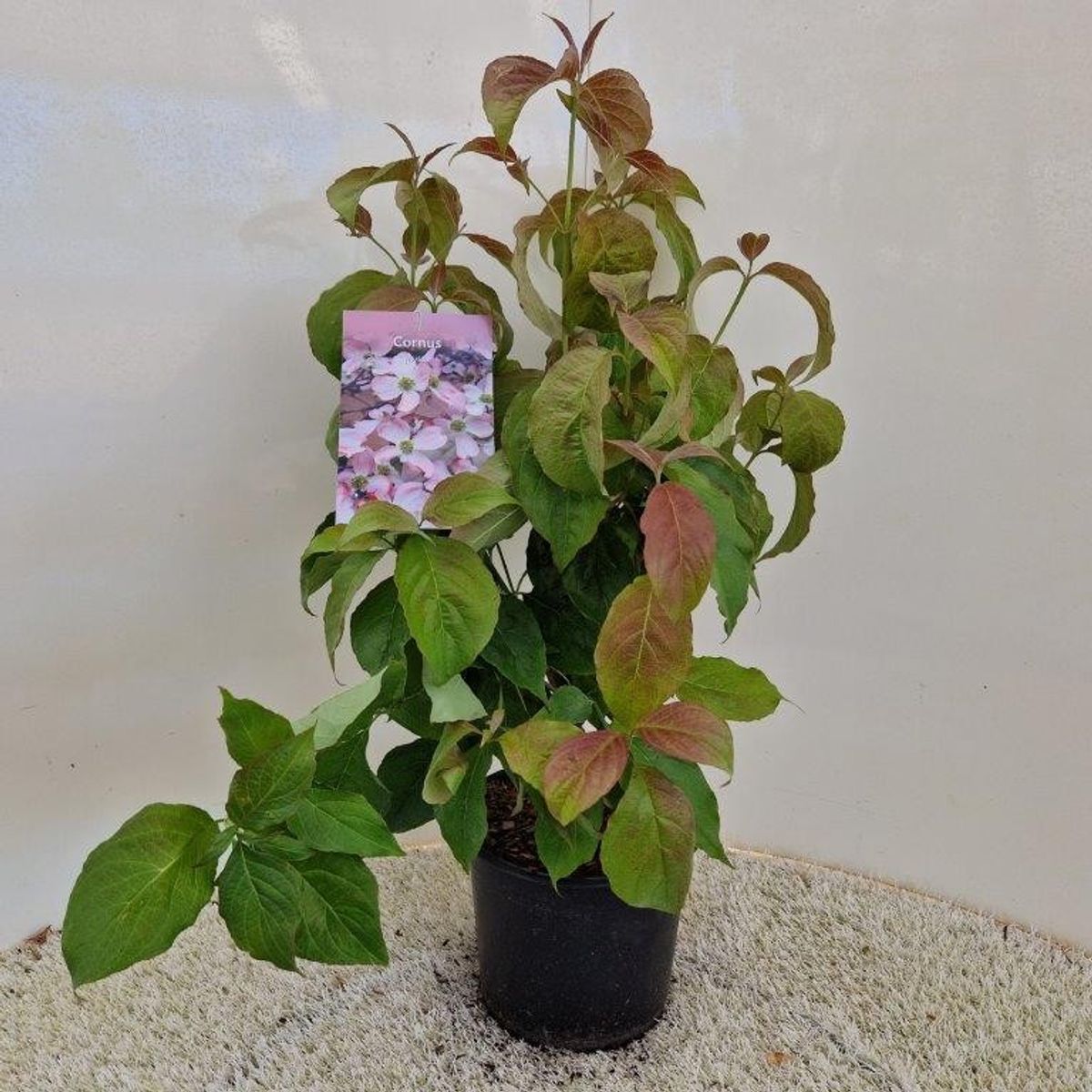 Cornus florida — Plant Wholesale FlorAccess