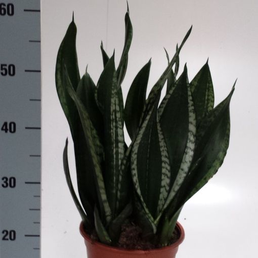 Sansevieria Trifasciata Silver Flame P21 Cm H60 Cm Plant Wholesale Floraccess