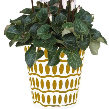 Cyclamen persicum SUPER SERIE S ALLURE MIX