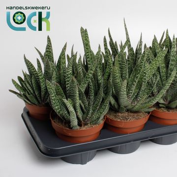 Gasteria carinata 'Big Ben'