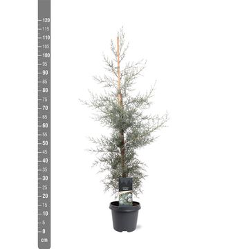 Cupressus arizonica 'Glauca'