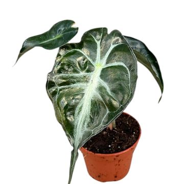 Alocasia 'Venom'