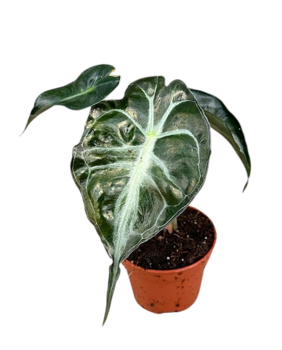Alocasia 'Venom' — Растения Оптовая FlorAccess