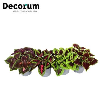 Coleus BLUMEI MIX