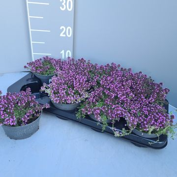 Thymus praecox 'Purple Beauty'