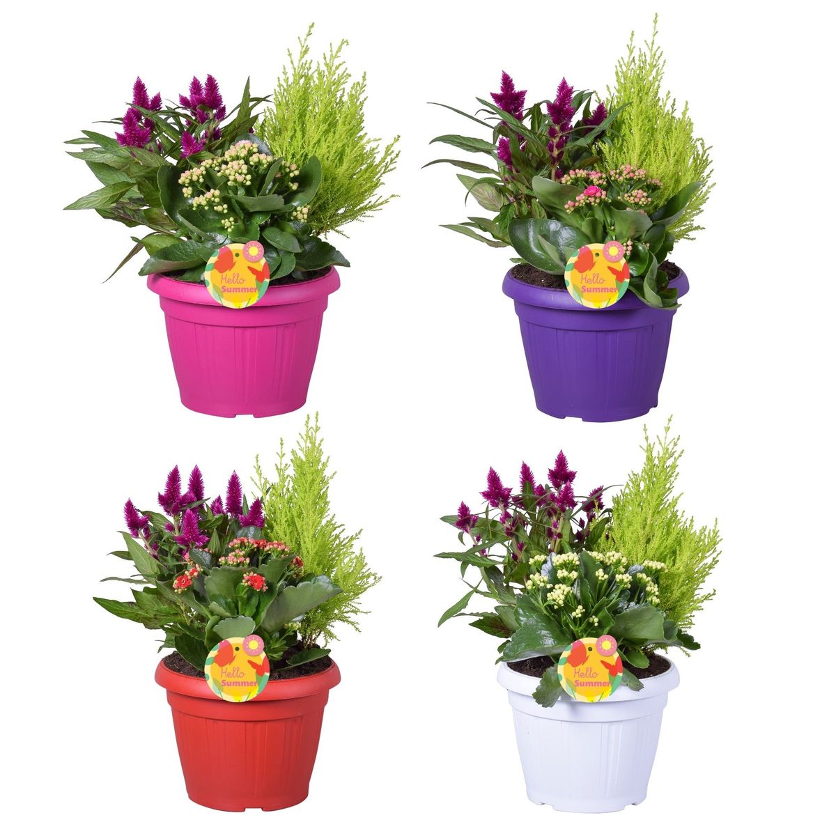 Arrangement Outdoor — Plant Wholesale FlorAccess