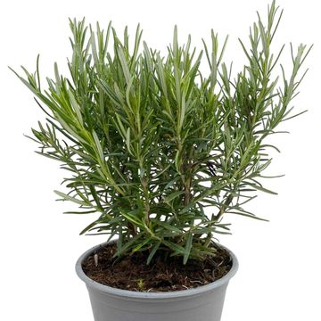 Rosmarinus officinalis