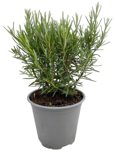 Rosmarinus officinalis