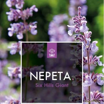 Nepeta 'Six Hills Giant'