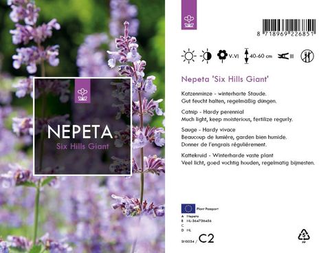 Nepeta 'Six Hills Giant'