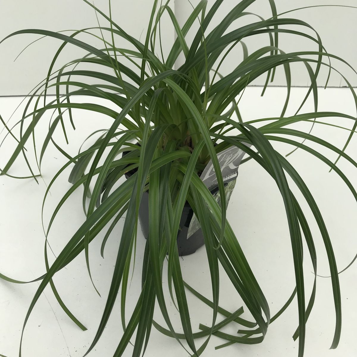 Carex RIBBON FALLS (T17 cm H25 35 cm) Plantes En Gros FlorAccess