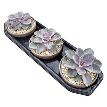 Echeveria 'Perle von Nürnberg'