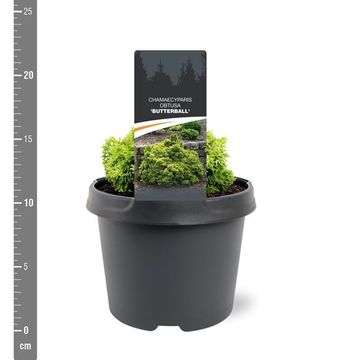Chamaecyparis obtusa 'Butterball'