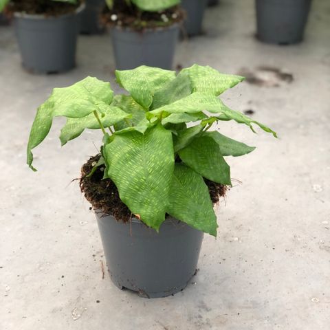 Calathea musaica NETWORK