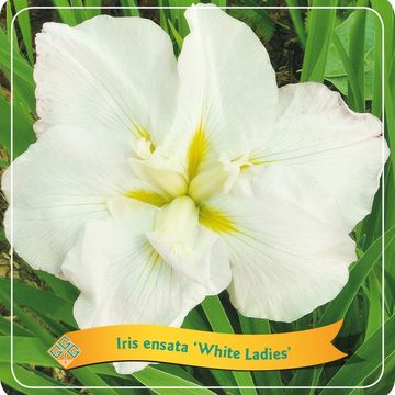 Iris ensata 'White Ladies'