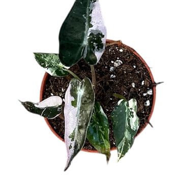 Alocasia 'Bambino Variegata'
