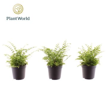 Nephrolepis exaltata 'Green Fantasy'