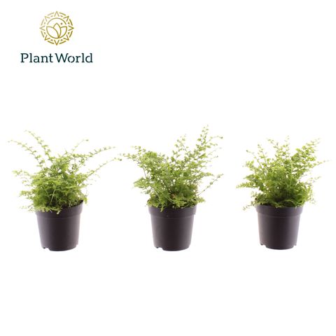 Nephrolepis exaltata 'Green Fantasy'