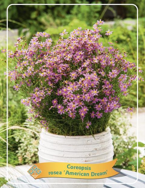 Coreopsis rosea 'American Dream'