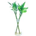 Dracaena fragrans CINTHO