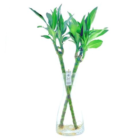 Dracaena fragrans CINTHO (Anaiah Holland / LOFE)