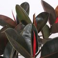 Ficus elastica 'Burgundy'