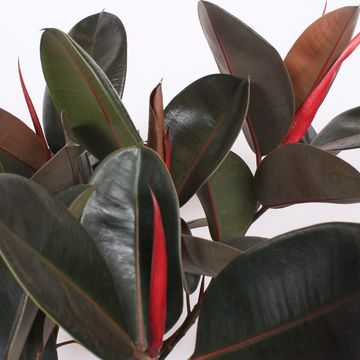 Ficus elastica 'Burgundy'