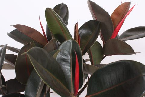 Ficus elastica 'Burgundy'