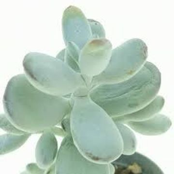 Cotyledon orbiculata oophylla