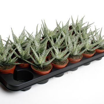 Aloe rauhii 'Snowflake'