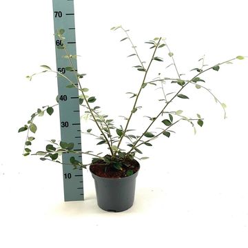 Cotoneaster franchetii