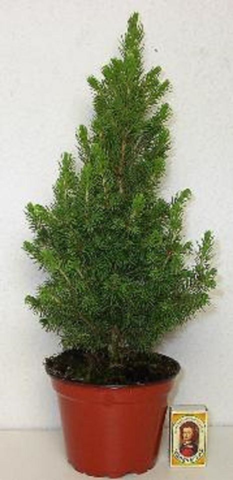 Picea glauca 'Conica'