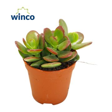 Crassula ovata 'Minor'