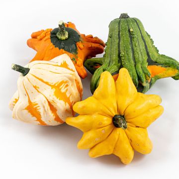 Cucurbita pepo MIX