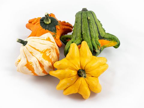 Cucurbita pepo MIX