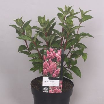 Hydrangea paniculata PINKY WINKY