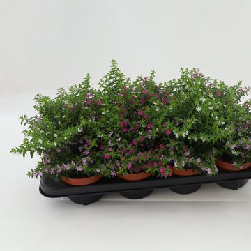 Cuphea hyssopifolia MIX IN POT