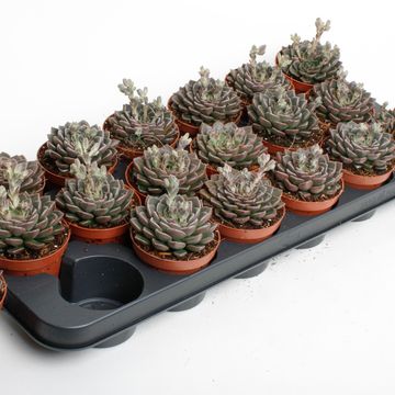 Echeveria secunda