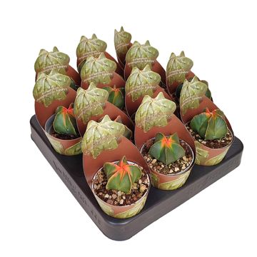 Astrophytum myriostigma 'Koh-yo Variegata'