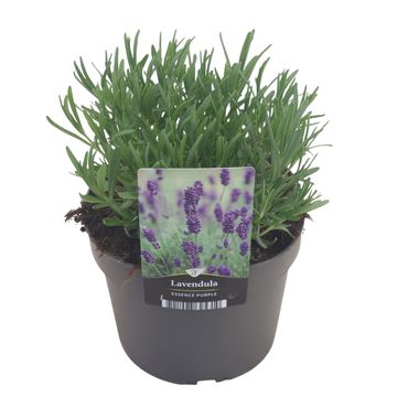 Lavandula angustifolia 'Essence Purple'
