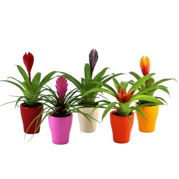 Bromelia MIX