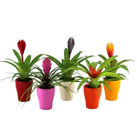 Bromelia MIX
