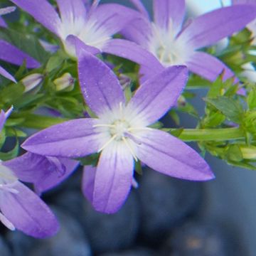 Campanula poscharskyana ADANSA BLUE